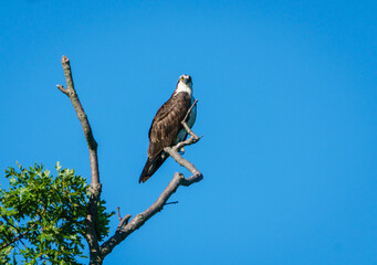 Perched Osprey