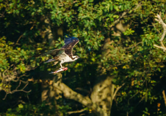 Osprey Flight with Fish