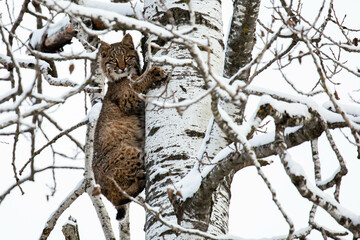 Bobcat (Felis rufus) climbing a Wisconsin poplar tree in November