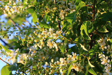 Prunus padus, known as bird cherry, hackberry, hagberry, or Mayday tree, is a flowering plant in the rose family
