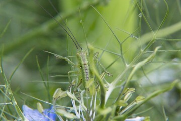 close up of a grass