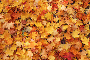 Naklejka na ściany i meble autumn maple yellow leaves background