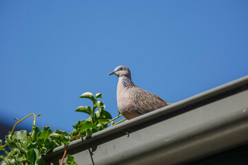pigeon on the roof against a blue sky and plants