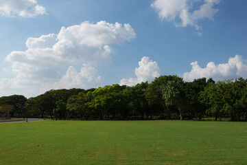 Green field, tree and blue sky. Great as a background