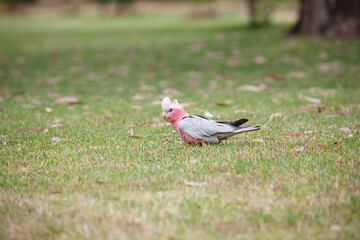 pink and grey cockatoo also known as galah or rose-breasted cockatoo in green grass in Adelaide, South Australia