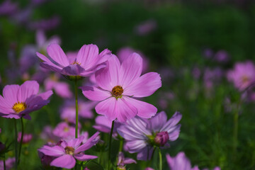 Fototapeta premium Soft focus Pink cosmos with yellow stamens in the flower garden.
