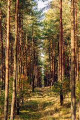 Fototapeta premium Pine forest in the autumn morning, ecological trail in a beautiful forest with perspective, green Leaves in sunlight and long shadows, fresh air. Curonian Spit, Kaliningrad region.