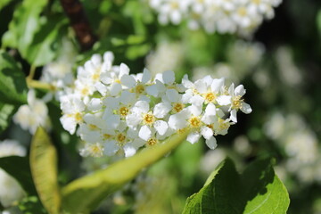 Prunus padus, known as bird cherry, hackberry, hagberry, or Mayday tree, is a flowering plant in the rose family