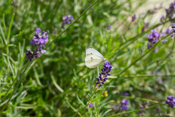 Small white butterfly (Pieris rapae) perched on lavender in Zurich, Switzerland