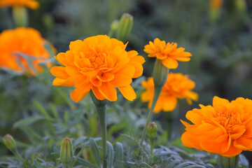 Yellow and orange marigold flowers (tagetes) in bloom