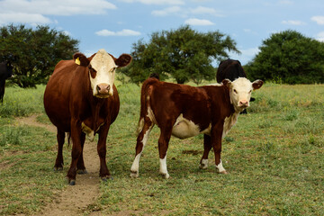 Naklejka na ściany i meble Cow with calf in Pampas Countryside, La Pampa, Argentina.