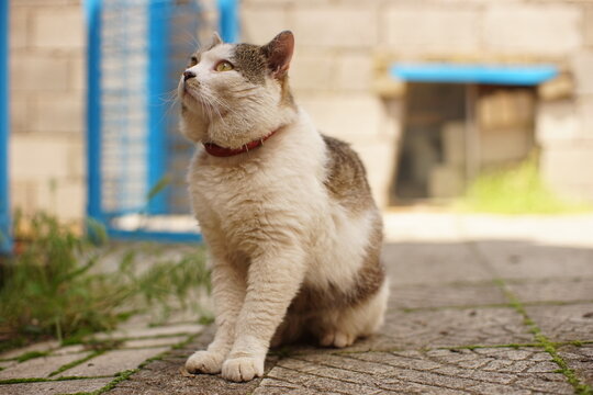 Portrait of a fat cat sitting in a summer garden