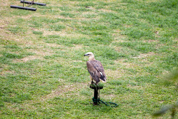 Collection of eagles at the lembang zoo.