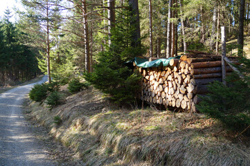 a pile of firewood in the woods in Bavaria, Germany