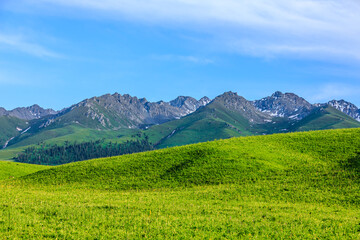 Fototapeta premium Beautiful mountains and green grass with forest