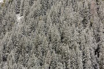 Full frame, background or texture of a cold mountain slope pine tree forest, covered with fresh fallen snow in wintertime.