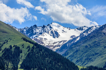 Beautiful snow mountains and green grass with forest