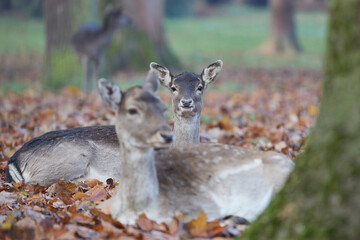 deer rest in the forest