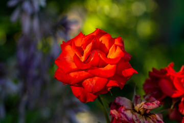 Blooming orange rose flower macro photography on a sunny summer day. Garden rose with orange petals close-up photo in the summertime. Orange rosa floral background.