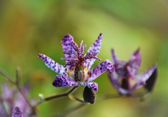 Haemantus albiflos flower