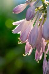 Blooming lilac Hosta flower in a summer sunset light macro photography. Plantain lilies flowering plant with violet petals close-up photo in summertime. Fresh pink hostas flowers background.