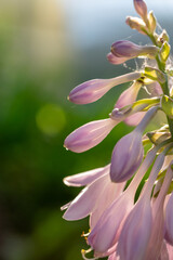 Blooming lilac Hosta flower in a summer sunset light macro photography. Plantain lilies flowering plant with violet petals close-up photo in summertime. Fresh pink hostas flowers background.