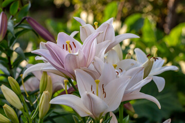 Blooming white and pink lilies in summer sunset light macro photography. Garden lily with white and pink petals in summertime, close-up photography.