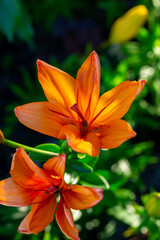 Blooming orange lily flower on a green background on a summer sunny day macro photography. Garden lily with bright orange petals in summer, close-up photography.