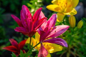 Blooming pink lily on a green background on a summer sunny day macro photography. Garden lillies with bright pink petals in summer, close-up photography. - obrazy, fototapety, plakaty