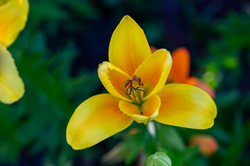 Obraz na płótnie Canvas Blooming yellow lily in a summer sunset light macro photography. Garden lillies with bright orange petals in summertime, close-up photography. Large flowers in sunny day floral background.