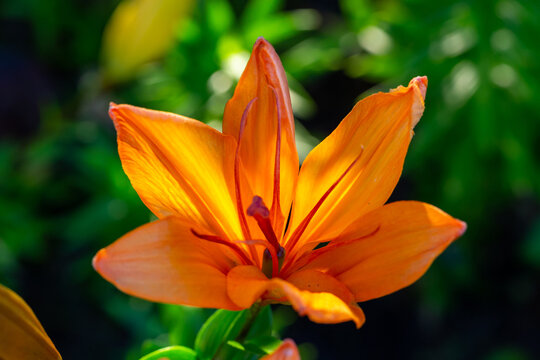 Blooming orange lily flower on a green background on a summer sunny day macro photography. Garden lily with bright orange petals in summer, close-up photography.