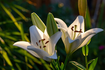 Blooming white lily in a summer sunset light macro photography. Garden lillies with white petals in summertime, close-up photo. Large flowers in sunny evening light floral background. - obrazy, fototapety, plakaty