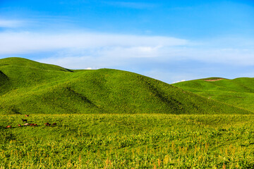 Fototapeta na wymiar Green grass and mountains in summer, beautiful prairie scenery.