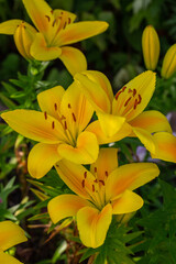 Blooming yellow lily in a summer sunset light macro photography. Garden lillies with bright orange petals in summertime, close-up photography. Large flowers in sunny day floral background. - obrazy, fototapety, plakaty