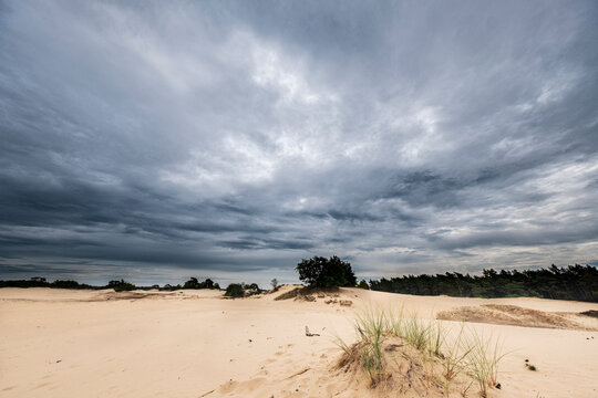 Naturereserve Kootwijkerzand, Gelderland Province, The Netherlands