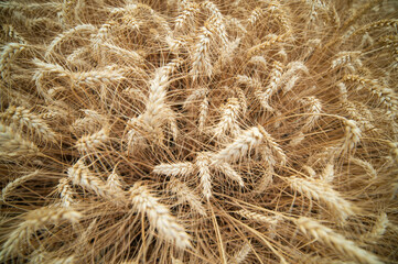 Weath cereal field in Serbia in the summer