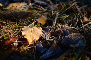 Der erste Frost