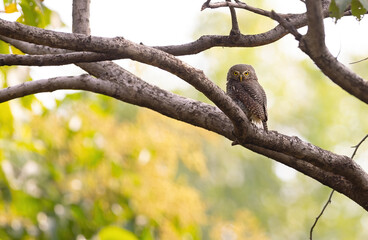 Jungle owl in tree with yellow background