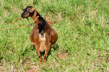 Goat Passing Excrement