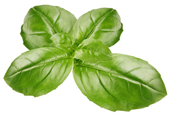 Basil leaves isolated on white background
