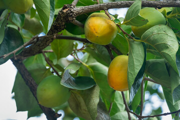 Close-up of a ripening persimmon on a tree