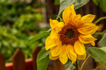 One yellow sunflower with green leaves is large.