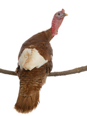 bourbon red turkey sitting on a tree branch isolated