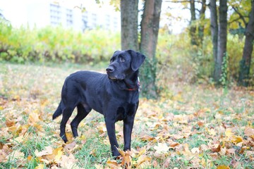 Beautiful and proud black labrador retriever dog standing on a carpet of autumn leaf in a public park.