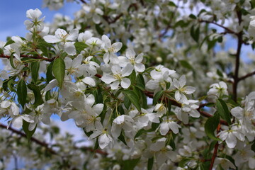 Malus sieboldii, commonly called Siebold's crab, Siebold's crabapple or Toringo crabapple, is a species of crabapple in the family Rosaceae