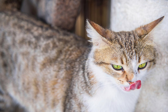 Cute cat licks her nose on a wooden wall, close up, outdoor photography