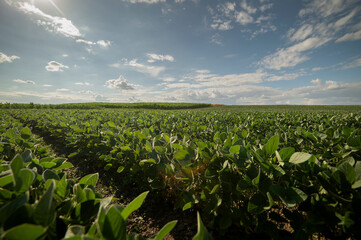 Soybean field ripening at spring season, agricultural landscape