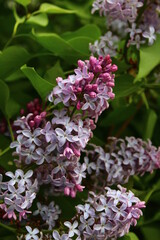 Lilac flowers blooming syringa tree flowering woody plant
