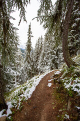 Winter wonderland: Beautiful hiking trail into a pine tree forest covered with fresh fallen snow.