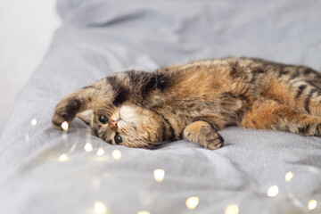 The cat is lying on the bed and playing with Christmas lights. Rest and relaxation.